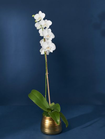 The Madonna-NF-K-00734